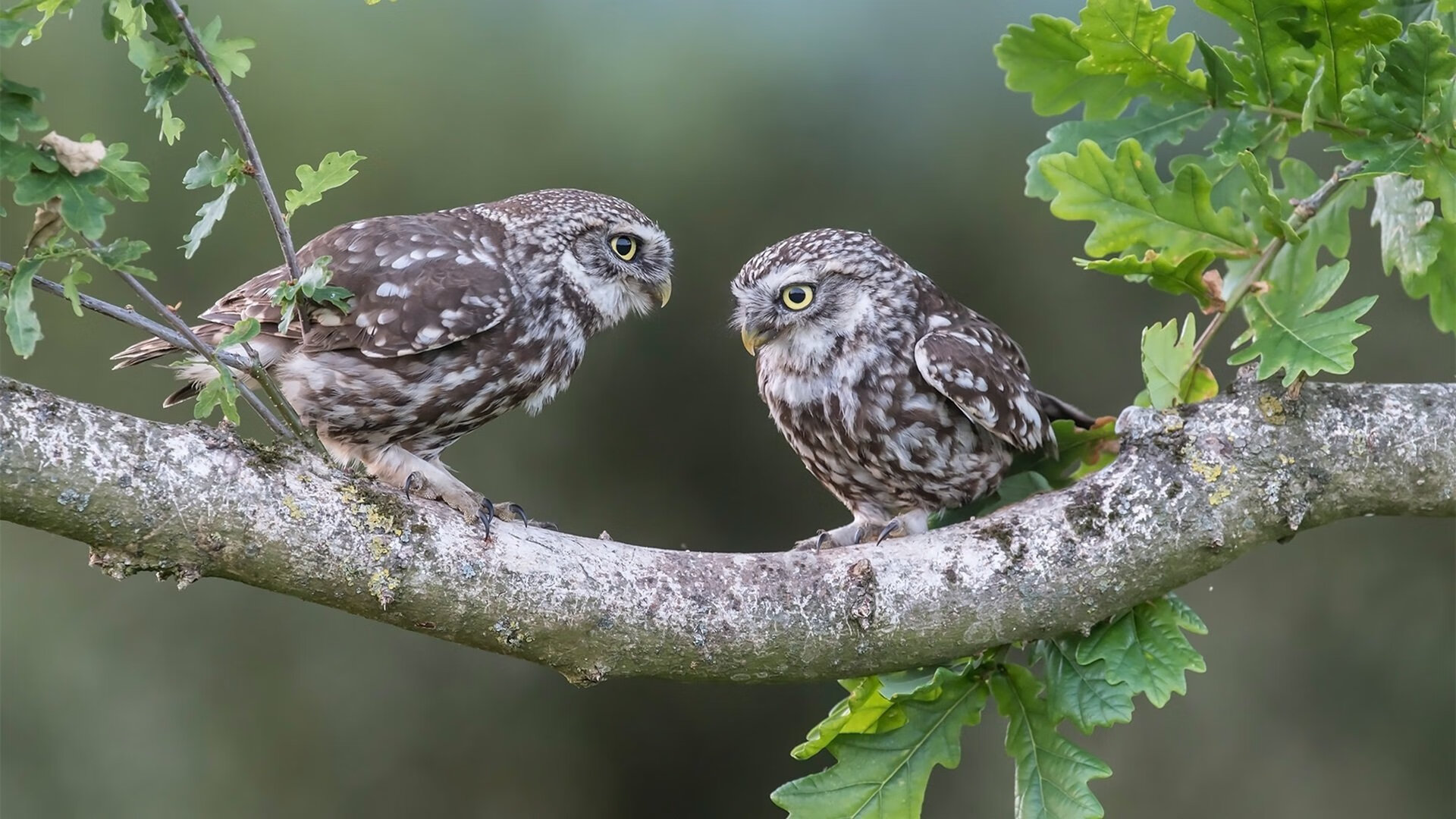 铁卫出鞘！皮克进攻端演绎另类艺术，多特蒙德钢铁洪流席卷克罗地亚